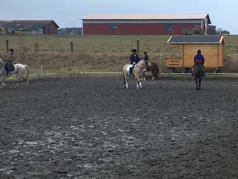 Fjordhest Daniel Halsnæs - Mit første stævne på Daniel billede 6