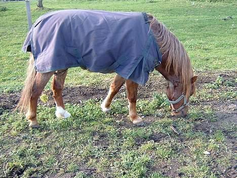 Welsh Mountain (sec A) Stendyssens Susai - DEN SIDST DAG! jeg så ham:´( :´( husker den tydeligt. . .  billede 17