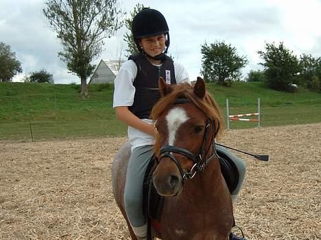 Welsh Mountain (sec A) Stendyssens Susai - KIG PÅ SUSAI KIG SUSAI, ikke på mig. . .  billede 20