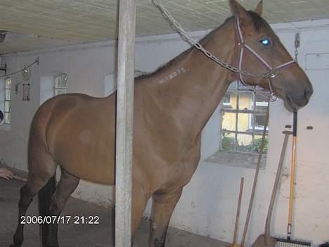 Traver ego kongshøj DØD SNØFT - hej og velkommen billede 1