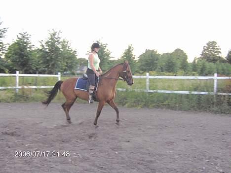 Traver ego kongshøj DØD SNØFT - driller min nye ejer hehe hun er sjov a drille hun giver bare ikke op som de andre ikke sjovt smil billede 3