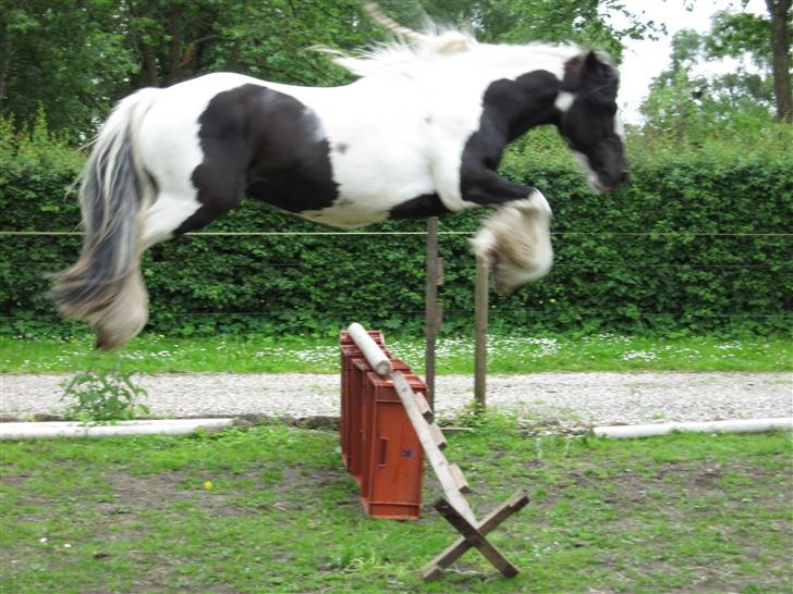 Tinker Lord Wallentin  * DØD * - walle springer billede 13