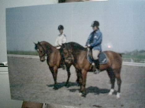 Holstener Matell - Matell t.v og Fairplay t.h billede 12