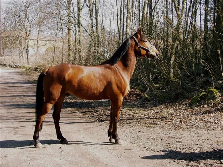 Holstener Matell - bette <3 i skoven billede 13