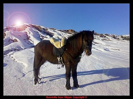 Islænder Ægir Frá Efri-Sumarliðabæ - Tur til Mini Grand Canyon d.23.1.2007 billede 1