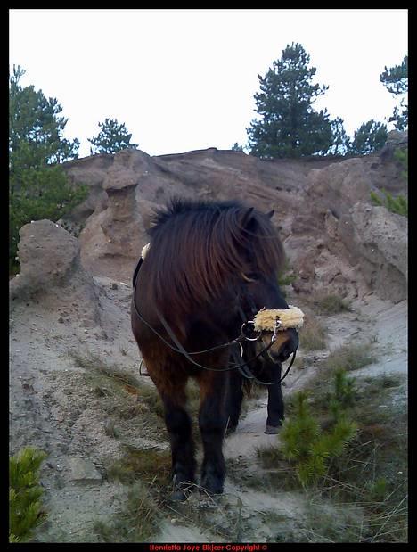 Islænder Ægir Frá Efri-Sumarliðabæ - Hygge i Brunkuls lejren billede 4