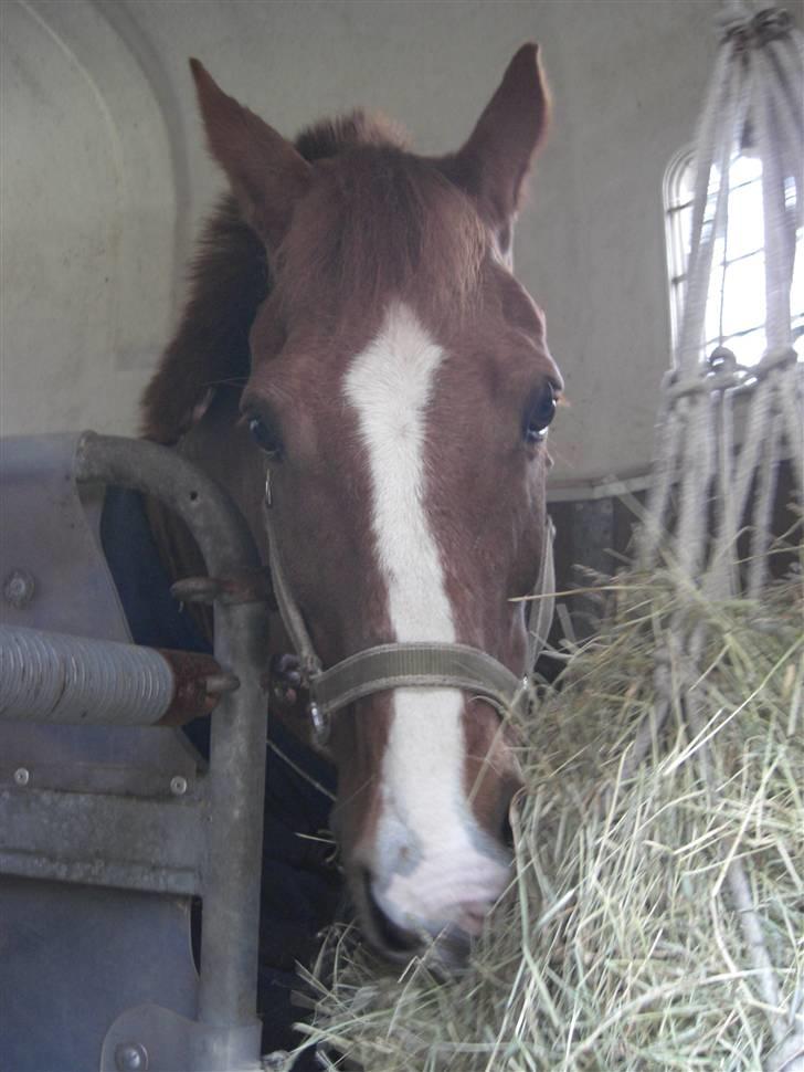 New Forest ATHENA - jeg lover dig at jeg aldrig gør den fejltagelses at sende dig væk igen! du skal blive her for altid lige meget hvad.  billede 4