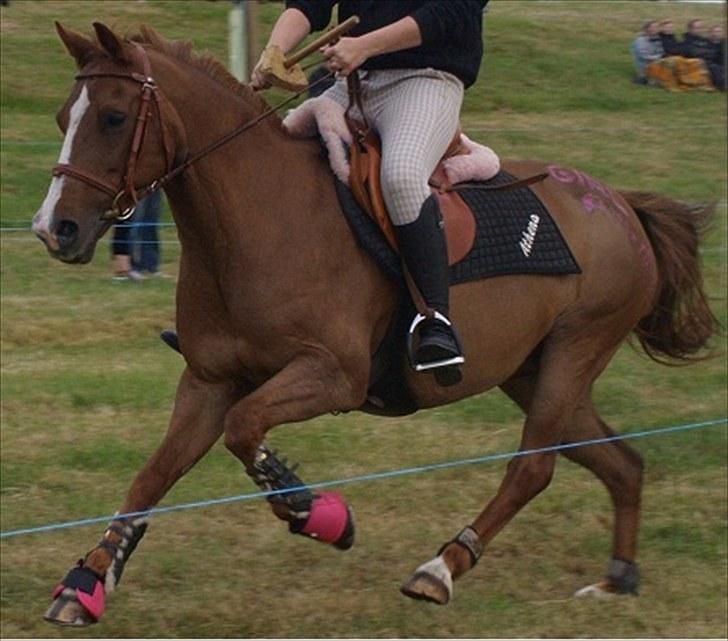 New Forest ATHENA - alle de placeringer vi har hentet hjem sammen - det samarbejde vi har ud arbejden sammen det er noget alle burde opleve, det tog tid, men det gav pote! billede 6