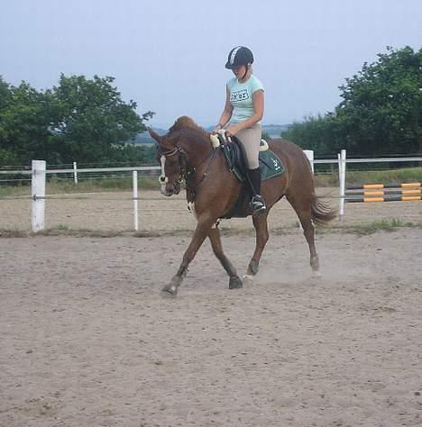 New Forest ATHENA - du har gjort så store forandringer at jeg kunne græde så stolt er jeg af dig athena i; billede 10