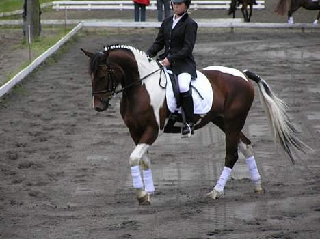 Pinto Exitta <3 R.I.P - <33 billede 2