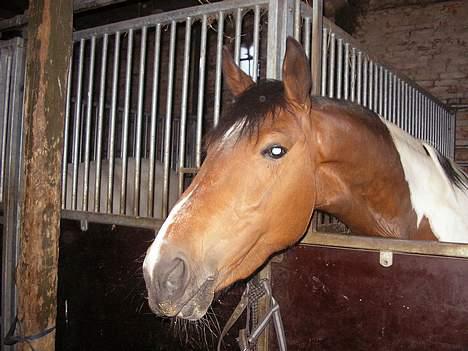 Pinto Exitta <3 R.I.P - <3333 billede 8