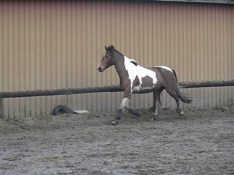 Pinto Exitta <3 R.I.P - <3333  billede 9