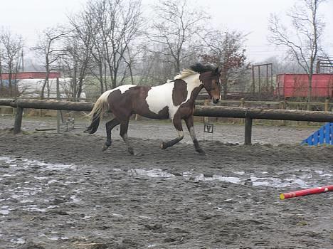 Pinto Exitta <3 R.I.P - det gik ikk så godt , men fik en første (: billede 10