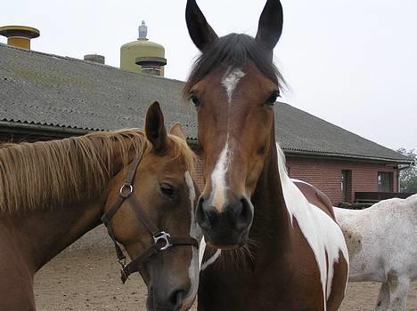 Pinto Exitta <3 R.I.P - Smukkke (: <3 billede 12