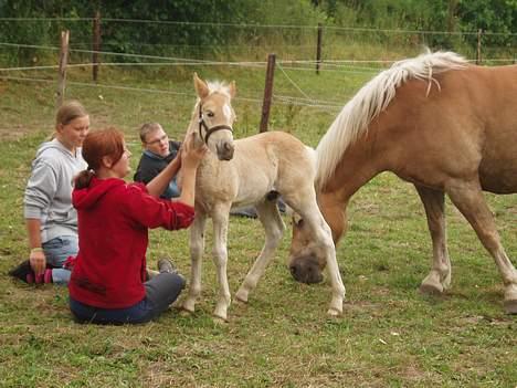 Haflinger Eizhia - den lille bølle billede 9