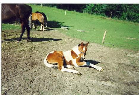 Pinto Exitta <3 R.I.P - Min lille skat, da hun var lille (:  billede 15