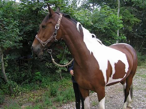 Pinto Exitta <3 R.I.P - :D billede 16