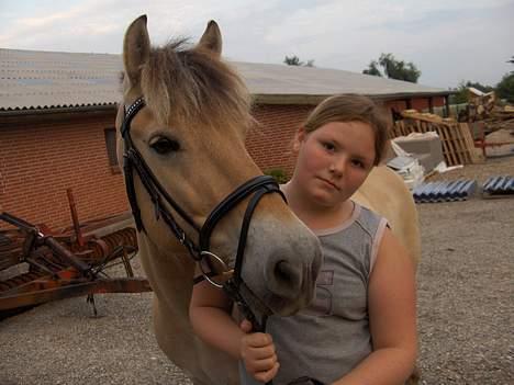 Fjordhest Daniel Halsnæs - min søde hest billede 7