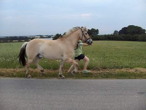 Fjordhest Daniel Halsnæs billede 8