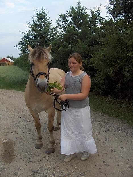 Fjordhest Daniel Halsnæs billede 9