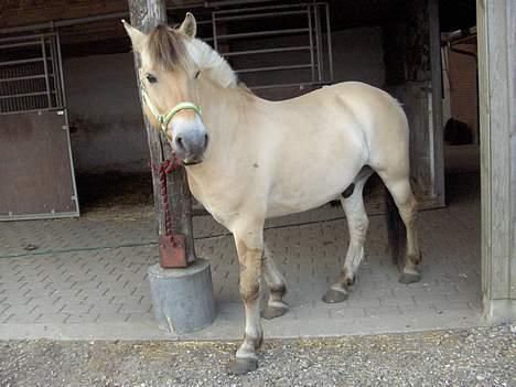 Fjordhest Daniel Halsnæs billede 11