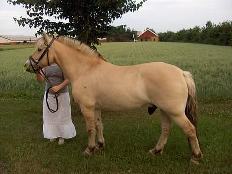 Fjordhest Daniel Halsnæs billede 12