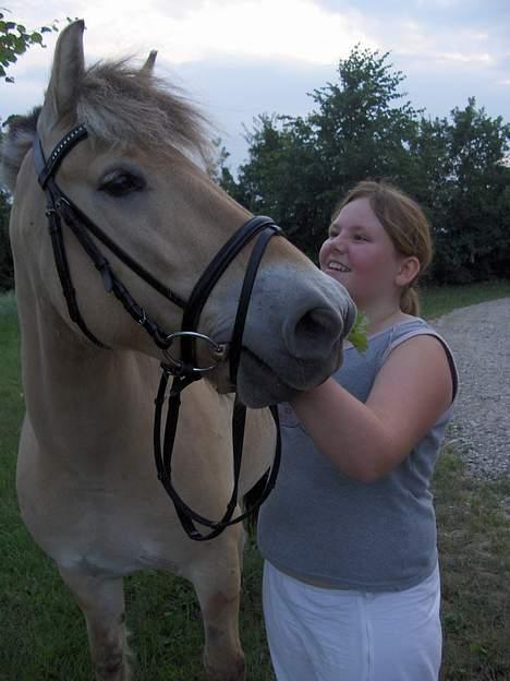 Fjordhest Daniel Halsnæs billede 13