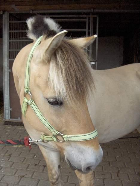 Fjordhest Daniel Halsnæs billede 14