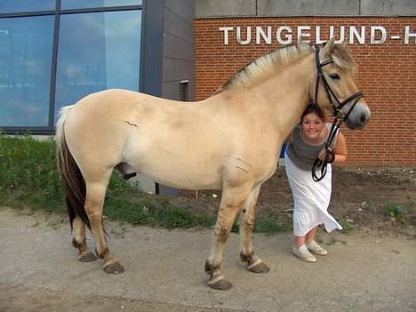 Fjordhest Daniel Halsnæs billede 15