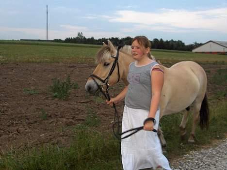 Fjordhest Daniel Halsnæs billede 16