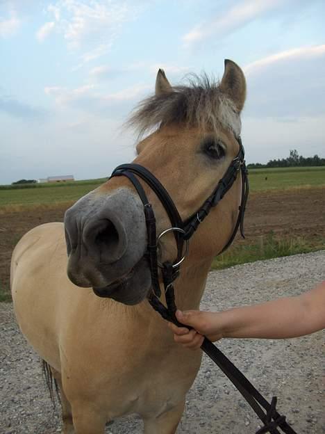 Fjordhest Daniel Halsnæs billede 17