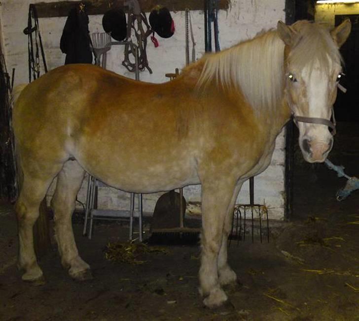 Haflinger Suleika R.I.P Min ven billede 7