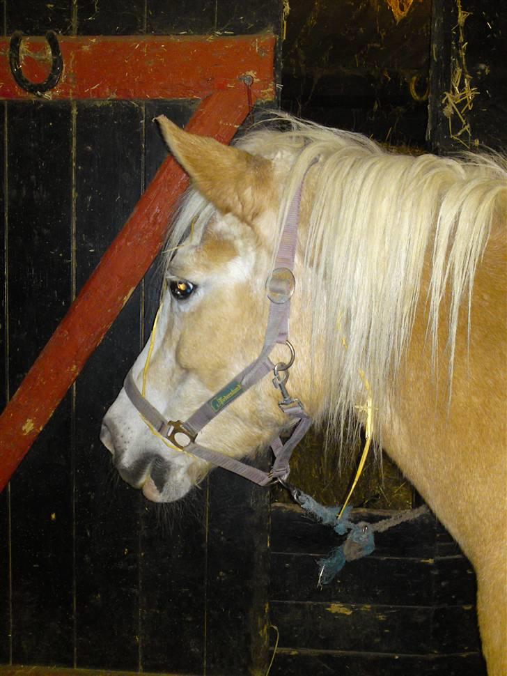 Haflinger Suleika R.I.P Min ven billede 8