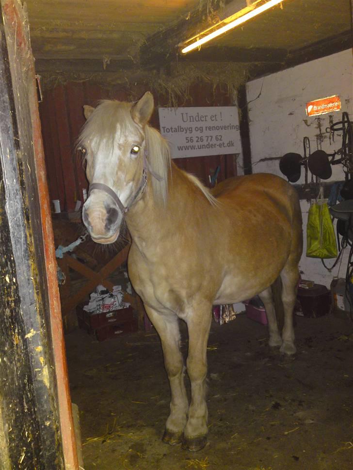 Haflinger Suleika R.I.P Min ven billede 9