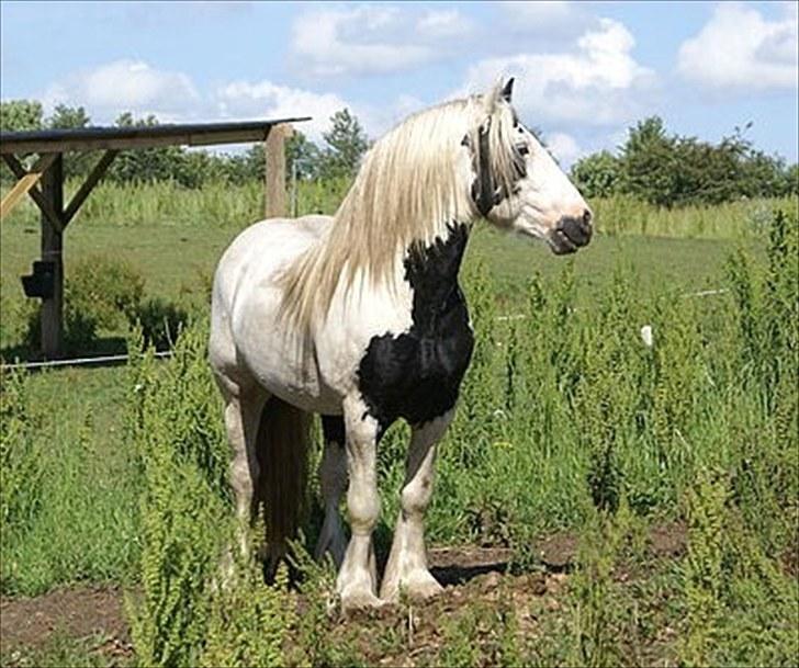 Irish Cob Grymyrs Django (SOLGT) - billede taget af Lise Hauge billede 4