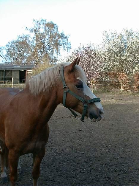 Anden særlig race | Jambo *Solgt* - *16* Gammelt billede! Fra der hvor jeg boede før. Foto: Min mor billede 16