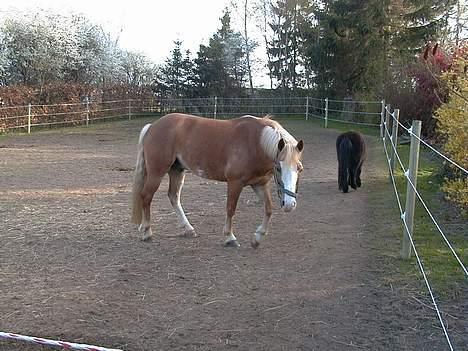 Anden særlig race | Jambo *Solgt* - *17* Gammelt billede! Det er min gamle shetlandspony der står i baggrunden. Foto: Min mor billede 17