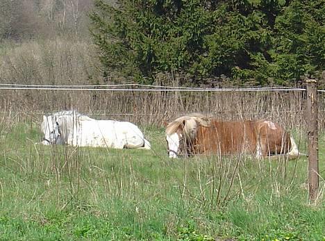 Anden særlig race | Jambo *Solgt* - *18* Jambo og Lavita tager sig en slapper. Foto: Mig billede 18