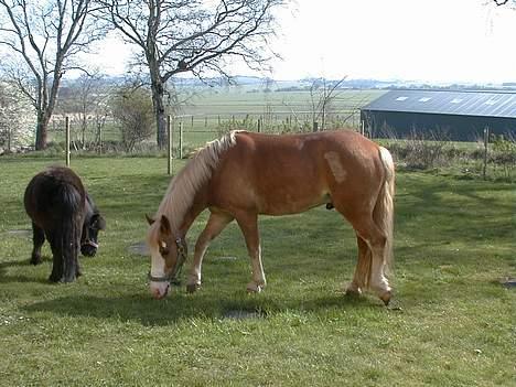 Anden særlig race | Jambo *Solgt* - *19* Her græsser han i haven, der hvor jeg boede før XD  Foto: Min mor billede 19