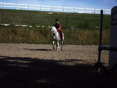 Appaloosa Hot Spot - SOLGT - Træningslejr på Kellerup. Opvarmning til spring.(: Han gik så fint. billede 13