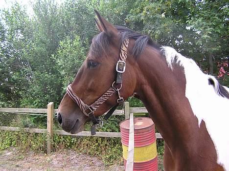 Pinto Exitta <3 R.I.P - :D<3 billede 17