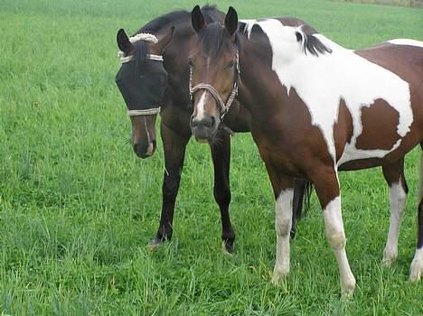 Pinto Exitta <3 R.I.P - Exitta og hendes lille kæretse <33 :D billede 18