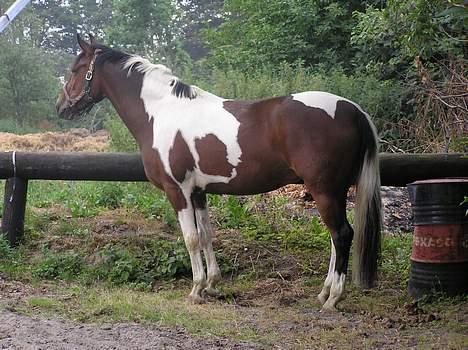 Pinto Exitta <3 R.I.P - <3 billede 19