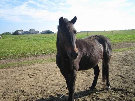 Dartmoor Bell*DØD* - så står man og kigger lidt rundt billede 1