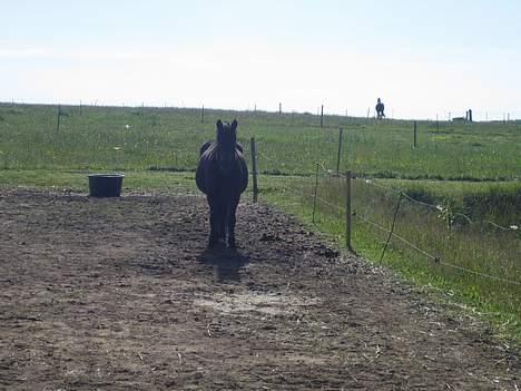 Dartmoor Bell*DØD* - ´hvem er det der står og tager billed af mig??´ billede 2