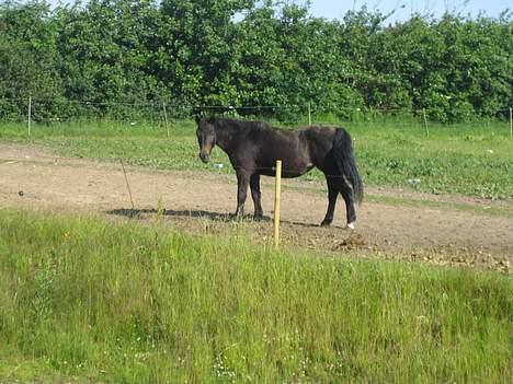 Dartmoor Bell*DØD* - ´jeg vil have fat i det græs billede 3