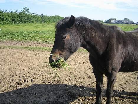 Dartmoor Bell*DØD* - ´ha..der fik jeg det´ billede 4