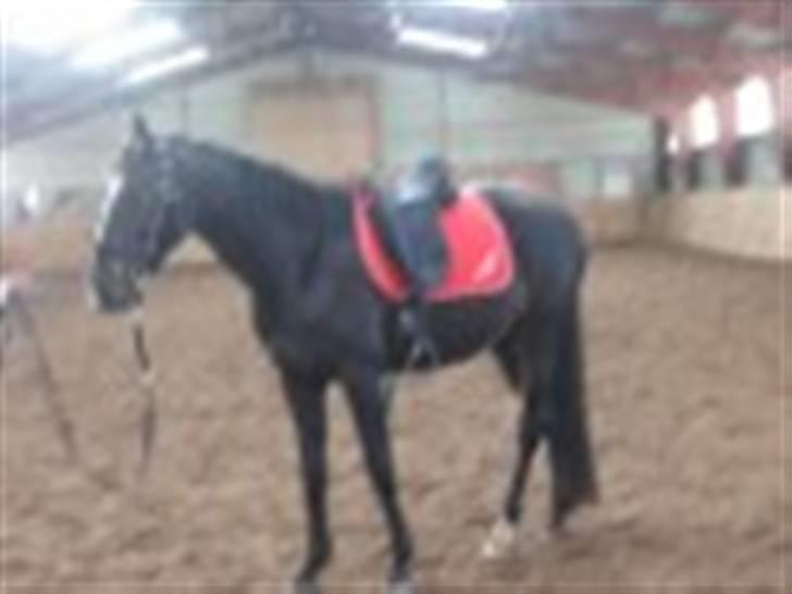 Oldenborg Kyringegårds Debbie - NYT! Debbie en rigtig ridehest hehe billede 7