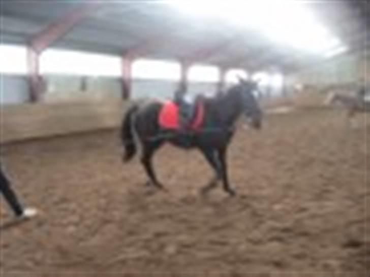 Oldenborg Kyringegårds Debbie - NYT! I longen billede 8