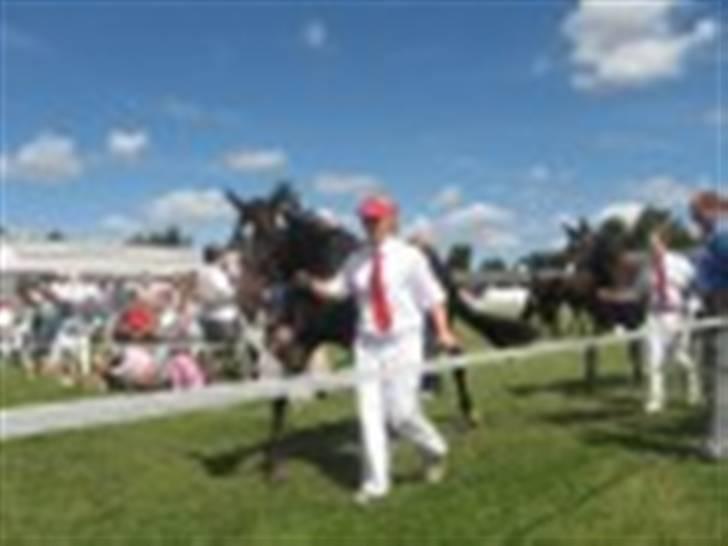 Oldenborg Kyringegårds Debbie - NYT! Kåring 15 juli 2007 billede 9